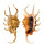 STROMBIDAE LAMBIS SCORPIO shell