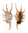 STROMBIDAE LAMBIS SCORPIO shell