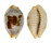 CYPRAEIDAE BISTOLIDA STOLIDA AURELIAE shell