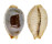 CYPRAEIDAE BISTOLIDA STOLIDA AURELIAE shell