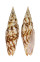 MITRIDAE SUBCANCILLA INTERLIRATA shell