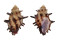 MURICIDAE SPINIDRUPA SPINOSA shell