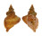 PERSONIDAE DISTORSIO KURZI shell