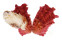 CARDITIDAE CARDITA CRASSICOSTA shell