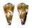 CONIDAE CONUS DISTANS CHINOI shell