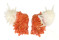CARDITIDAE CARDITA CRASSICOSTA shell
