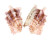 CARDITIDAE CARDITA CRASSICOSTA shell
