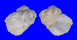 MODULIDAE MODULUS TECTUM shell