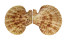 PECTINIDAE MIMACHLAMYS GLORIOSA shell