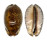 CYPRAEIDAE MAURITIA ARABICA shell