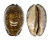 CYPRAEIDAE MAURITIA ARABICA shell