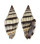 MITRIDAE VEXILLUM RUGOSUM shell