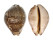 CYPRAEIDAE LEPOCYPRAEA MAPPA shell