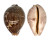 CYPRAEIDAE LEPOCYPRAEA MAPPA shell