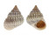 LITTORINIDAE TECTARIUS MURICATUS shell