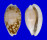 CYPRAEIDAE CYPRAEA CRIBRARIA shell