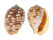TONNIDAE MALEA POMUM shell