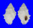 MURICIDAE DRUPELLA CORNUS shell