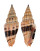 MITRIDAE VEXILLUM PLICARIA shell