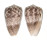 CONIDAE CONUS ARENATUS shell
