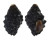 MURICIDAE MORULA GRANULATA shell