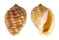 TONNIDAE MALEA POMUM shell
