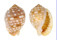 TONNIDAE MALEA POMUM shell