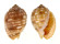 TONNIDAE MALEA POMUM shell