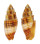 MITRIDAE MITRA PUNTICULATA shell