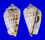 STROMBIDAE STROMBUS LUHUANUS shell