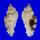 MURICIDAE NAQUETIA CUMINGII shell