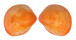 CARDIIDAE FULVIA BOHOLENSIS shell