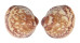 CARDIIDAE FULVIA BOHOLENSIS shell