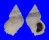 CORALLIOPHILIDAE CORALLIOPHILA cf. EROSA shell