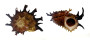 ANGARIIDAE ANGARIA POPPEI shell