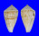 CONIDAE CONUS ROLANI shell