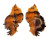 MURICIDAE CHICOREUS LACINIATUS shell