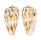 CONIDAE CONUS PICA shell