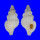 RANELLIDAE SASSIA KAMPYLA shell
