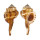 RANELLIDAE CYMATIUM SPRINGSTEENI shell