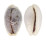 CYPRAEIDAE EROSARIA BOIVINI shell