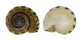 TROCHIDAE UMBONIUM VESTIARIUM LINEOLATA shell