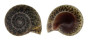 TROCHIDAE UMBONIUM VESTIARIUM LINEOLATA shell