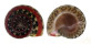 TROCHIDAE UMBONIUM VESTIARIUM LINEOLATA shell