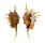 STROMBIDAE LAMBIS SCORPIO shell
