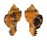MURICIDAE CHICOREUS LACINIATUS shell