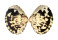 VENERIDAE LIOCONCHA FASTIGIATA shell