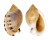 CASSIDAE CASMARIA ERINACEUS VIBEX shell