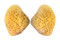 HEMIDONACIDAE HEMIDONAX DONACIFORMIS shell