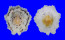 PATELLIDAE PATELLA FLEXUOSA shell